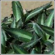 Agave funkiana 'Fatal Attraction'