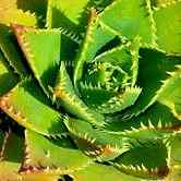 Aloe distans 'Yellow Teeth' Aloe Plant for Sale | Buy Aloe ...