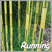 Yellow Green-Striped Bamboo Plants