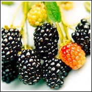 Baba Blackberry Plant