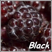Black Hawk Black Raspberry Plant