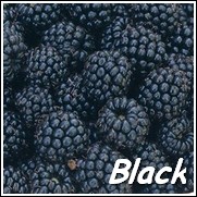 Cumberland Black Raspberry Plant
