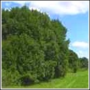Cherry Laurel Trees For Sale at Ty Ty Nursery