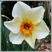 Buy Barret Browning Daffodil Bulbs
