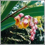Ginger Bulbs For Sale At The Lowest Prices At Ty Ty Nursery