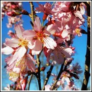 Okame Flowering Cherry Tree