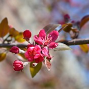Radiant Flowering Crabapple Tree