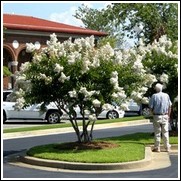 Crepe myrtle