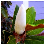 Magnolia 'Southern Magnolia'