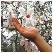 Leonard Messel Japanese Magnolia Tree