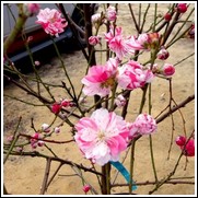 Peppermint Flowering Peach Tree