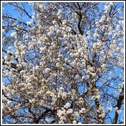 Bradford Flowering Pear Tree