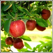 Braeburn Apple Tree