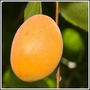 Golden Amber Apricot Tree