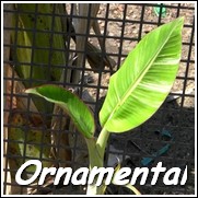 Variegated Musa meta-chimera Banana Tree