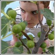 Peter's Honey Fig Tree