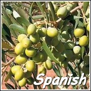 Arbosana Olive Tree