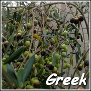 Kalamata Olive Tree