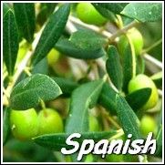 Tosca Olive Tree