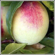 Pictures of georgia peach