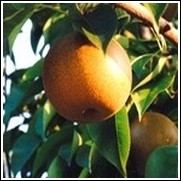 Chojuro Asian Pear Tree