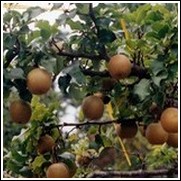 Hosui Asian Pear Tree