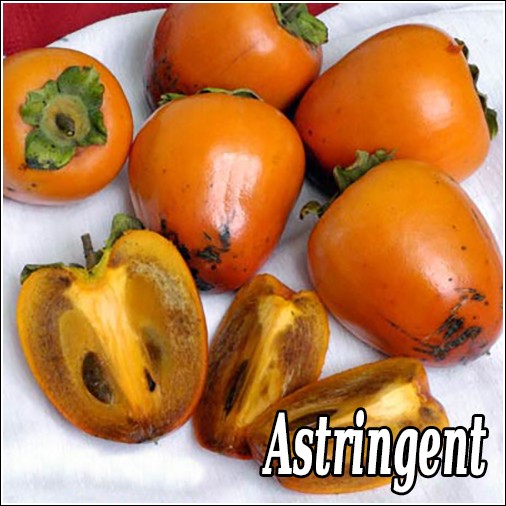 persimmon