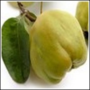 Quincydonia Quince Tree