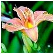 Fairy Tale Pink Daylily