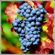 Summer Royal Seedless Grape Vine