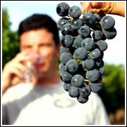 Merlot Wine Grape Vine