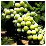 Gewurztraminer White Wine Grape Vine