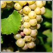 White Riesling Wine Grape Vine