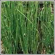 Horsetail Grass Plant