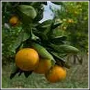 Mandarin Orange Tree