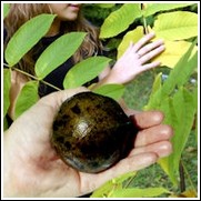 North Carolina Cannonball Walnut Tree