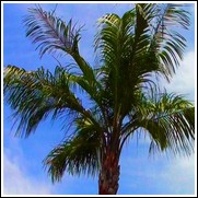 Mule Palm Tree