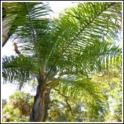 Queen Palm Tree