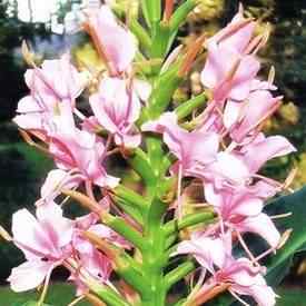 Pink Elizabeth Ginger Lily Bulb Ginger Bulbs Free Ginger Bulb Video Low Ginger Bulb Price