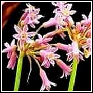 Pink Society Garlic -<br>Tulbaghia violacea