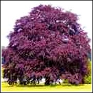 Beech Tree