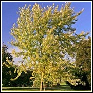 buy silver maple trees