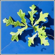 buy overcup oak trees