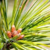 buy loblolly pine trees