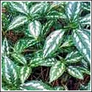Strobilanthes lactea Perennial Plant