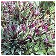Tricolor Oyster Perennial Plant
