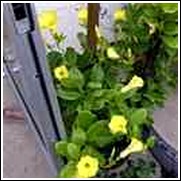 Mandevilla dipladenia