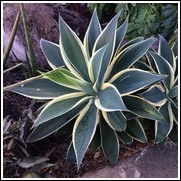 Agave attenuata 'Ray of Light'