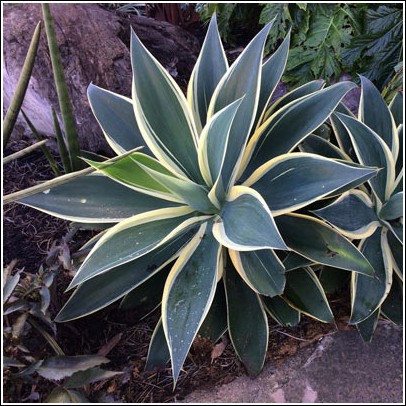 Agave attenuata 'Ray of Light' For Sale at Ty Ty Nursery