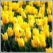 Yellow Glow Tulip Bulbs